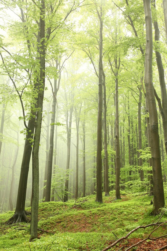 Ancient And Primeval Beech Forests Of The Carpathians And Other Regions Of Europe - UNESCO World Heritage sites in Croatia.