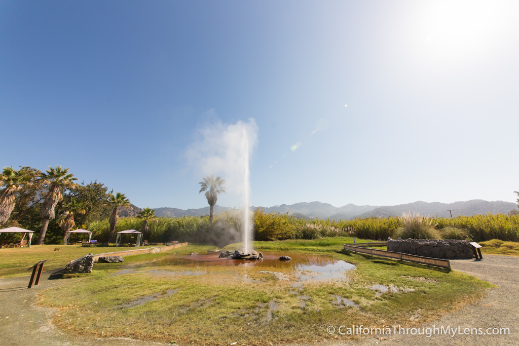 Outdated Devoted Geyser of California: A Distinctive Attraction in Calistoga