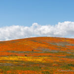 Antelope Valley California Poppy Reserve: Blankets of Orange Poppys