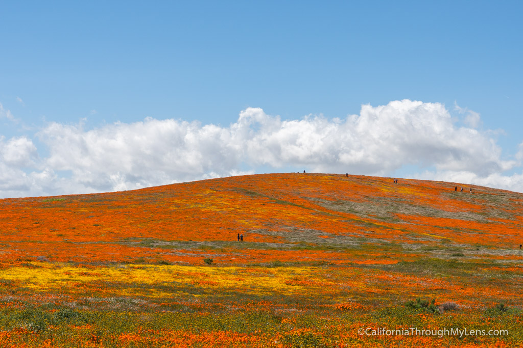 Antelope Valley California Poppy Reserve: Blankets of Orange Poppys