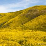 Carrizo Plain Nationwide Monument: Soda Lake, Discovering Wildflowers & Exploring the Park