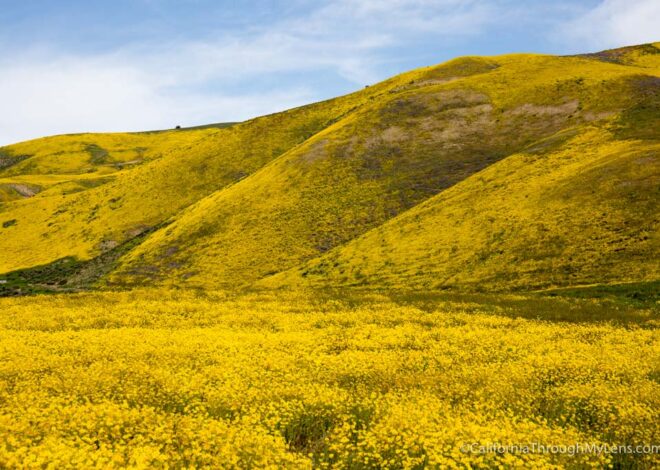 Carrizo Plain Nationwide Monument: Soda Lake, Discovering Wildflowers & Exploring the Park