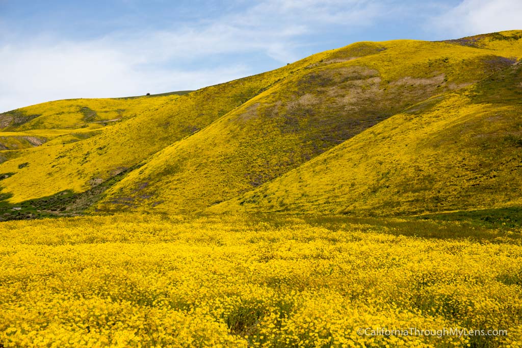 Carrizo Plain Nationwide Monument: Soda Lake, Discovering Wildflowers & Exploring the Park