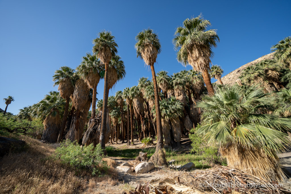 Indian Canyons: Mountaineering Palm Canyon and Andreas Canyon