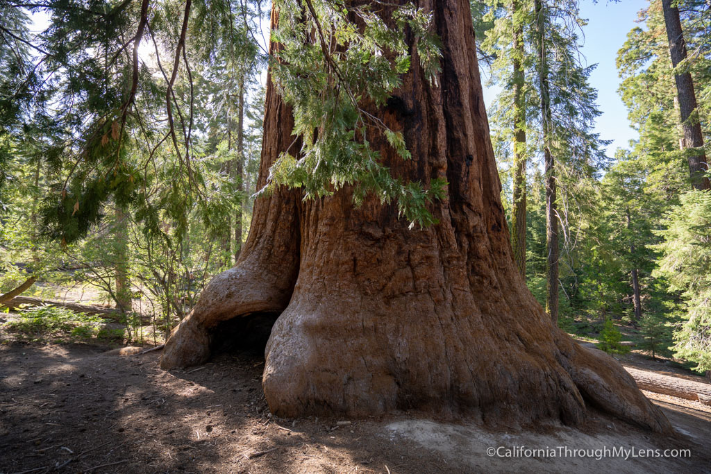 Path of 100 Giants in Sequoia Nationwide Forest