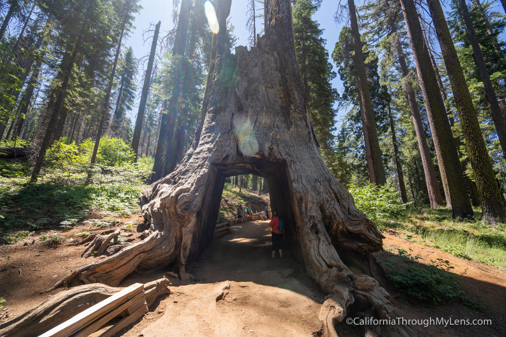 Climbing to Tuolumne Grove in Yosemite Nationwide Park