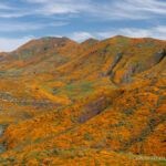 Walker Canyon Poppy Super Bloom in Lake Elsinore (2019)