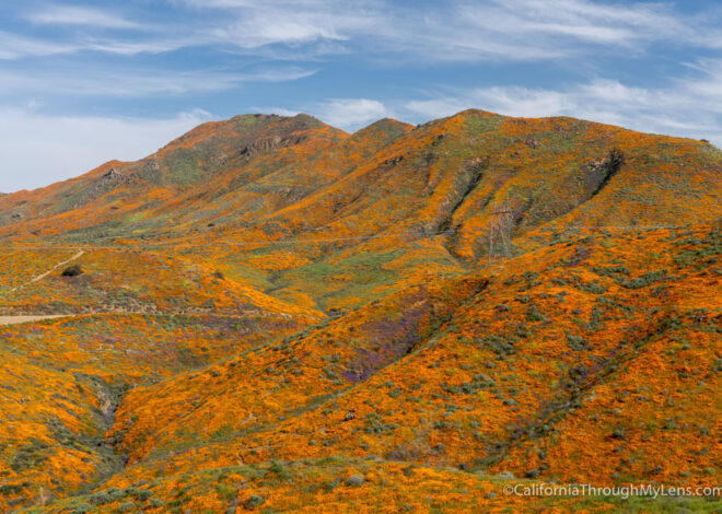 Walker Canyon Poppy Super Bloom in Lake Elsinore (2019)