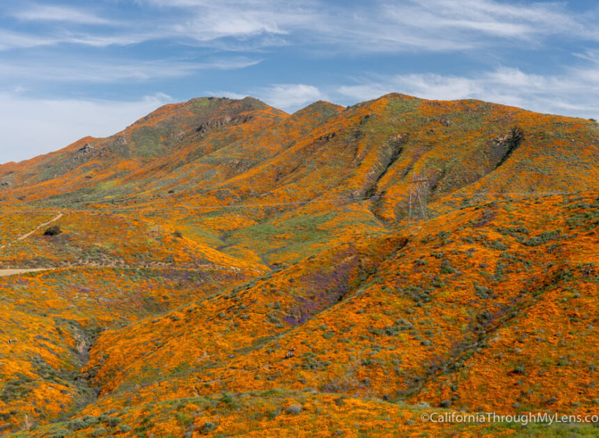 Walker Canyon Poppy Super Bloom in Lake Elsinore (2019)