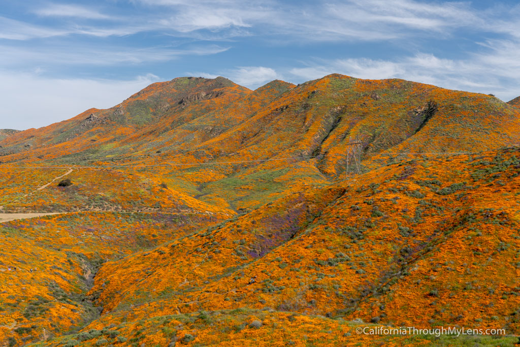 Walker Canyon Poppy Super Bloom in Lake Elsinore (2019)